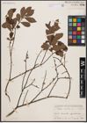Foto von Salix aurita L.